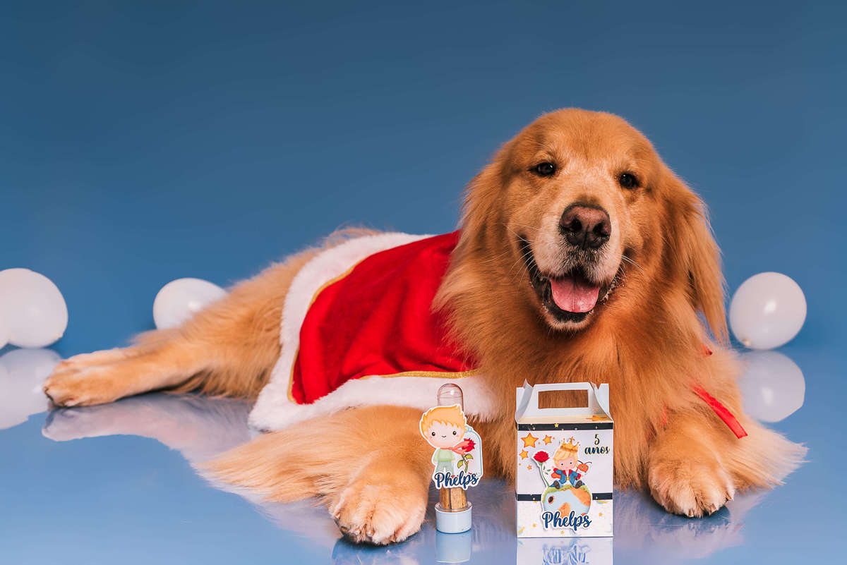 Golden retriever Phelps vestido de Pequeno Príncipe em ensaio de aniversário no estúdio Pedaço de Céu RJ