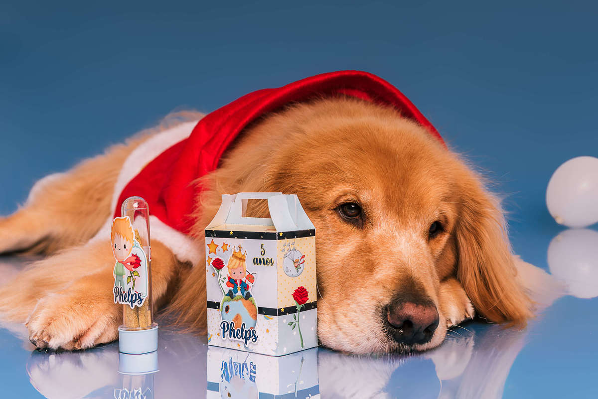 Golden retriever Phelps vestido de Pequeno Príncipe em ensaio de aniversário no estúdio Pedaço de Céu RJ
