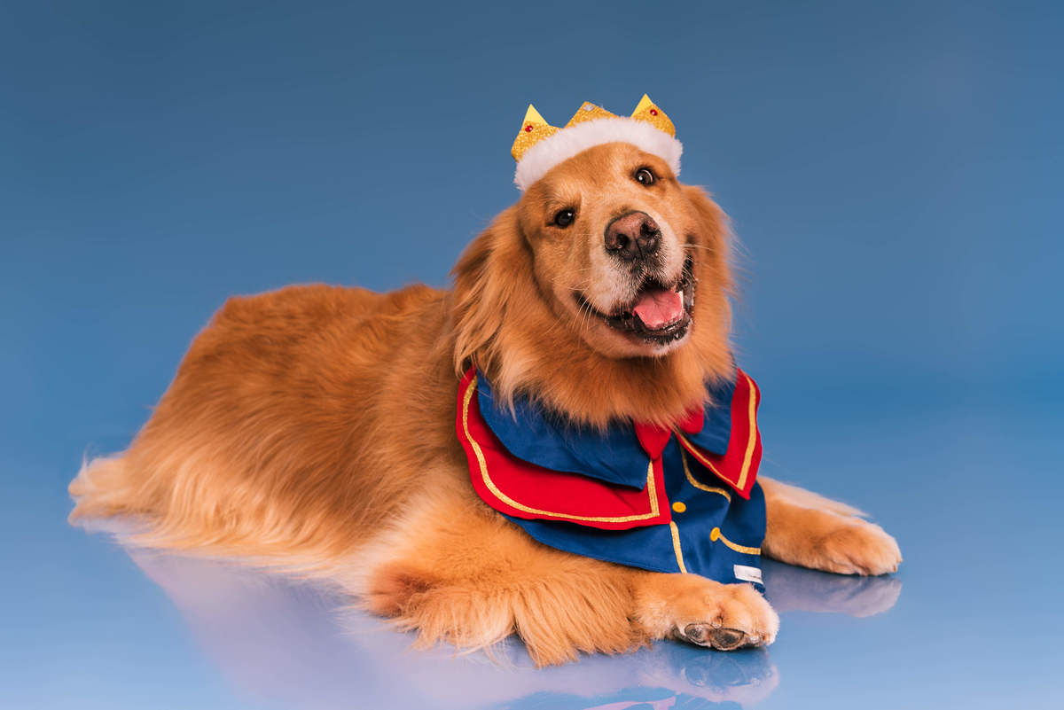 Golden retriever Phelps vestido de Pequeno Príncipe em ensaio de aniversário no estúdio Pedaço de Céu RJ