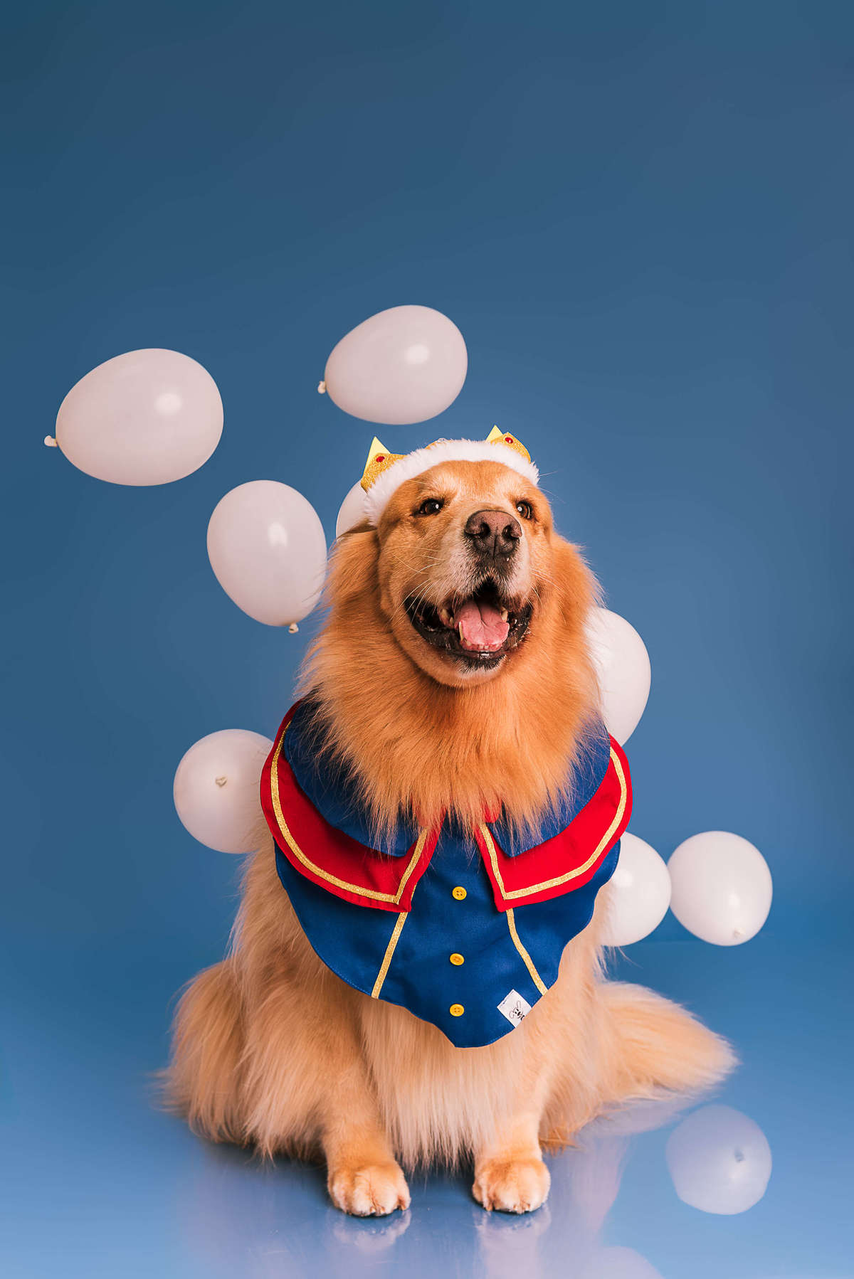 Golden retriever Phelps vestido de Pequeno Príncipe em ensaio de aniversário no estúdio Pedaço de Céu RJ