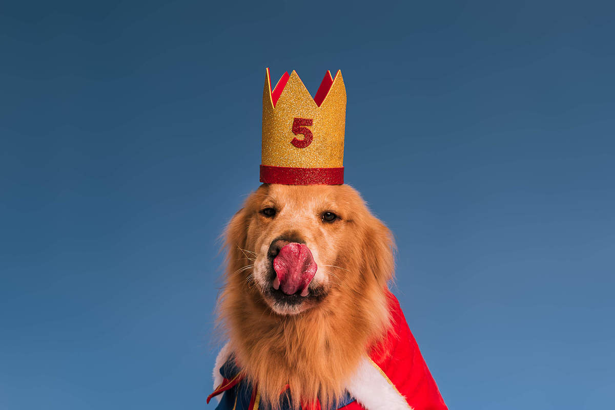 Golden retriever Phelps vestido de Pequeno Príncipe em ensaio de aniversário no estúdio Pedaço de Céu RJ