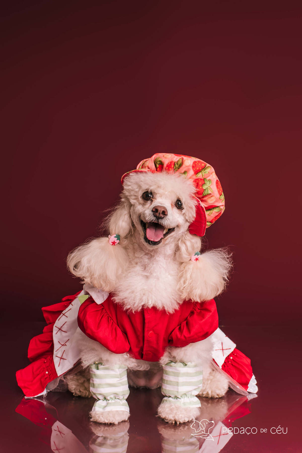Poodle Trufa em ensaio de aniversário temático Moranginho no estúdio Pedaço de Céu R