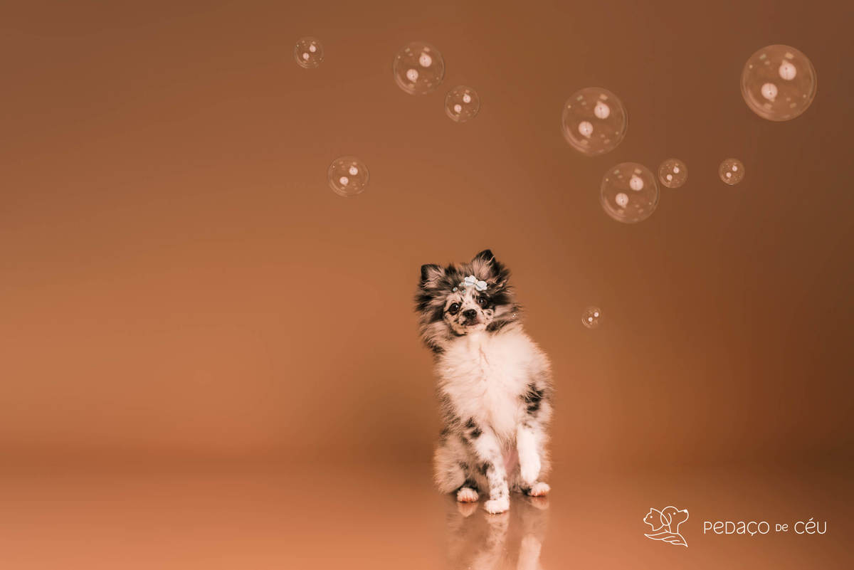 Zuri e Zaia ensaio mocha mousse RJ - Rio de Janeiro