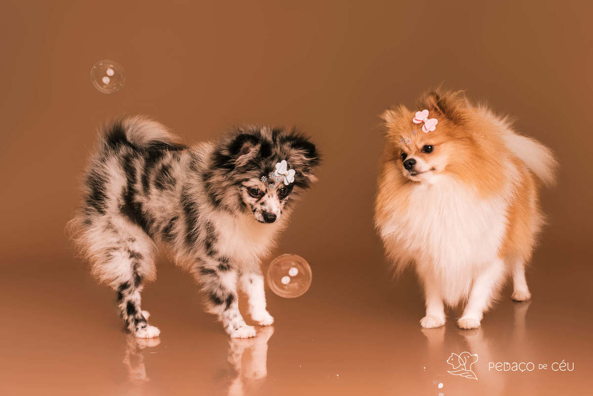 Zuri e Zaia ensaio mocha mousse RJ - Rio de Janeiro