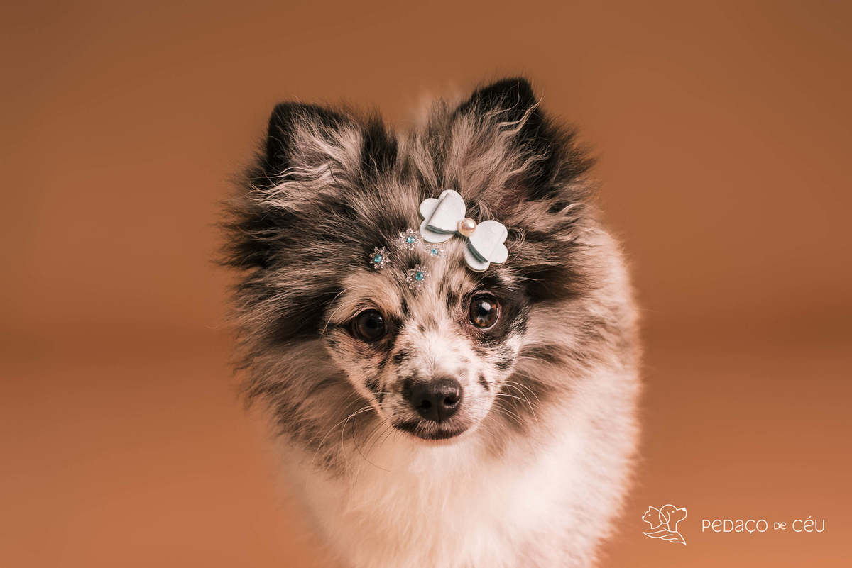 Zuri e Zaia ensaio mocha mousse RJ - Rio de Janeiro