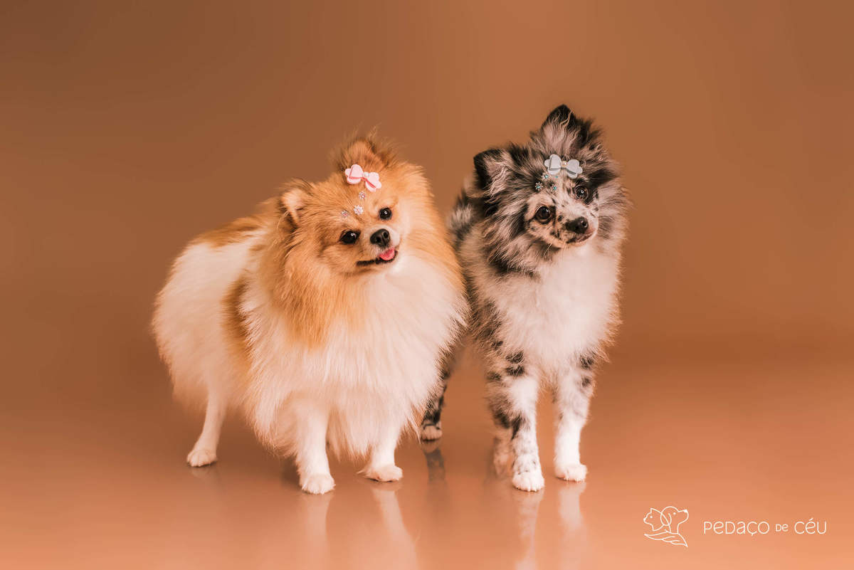 Zuri e Zaia ensaio mocha mousse RJ - Rio de Janeiro