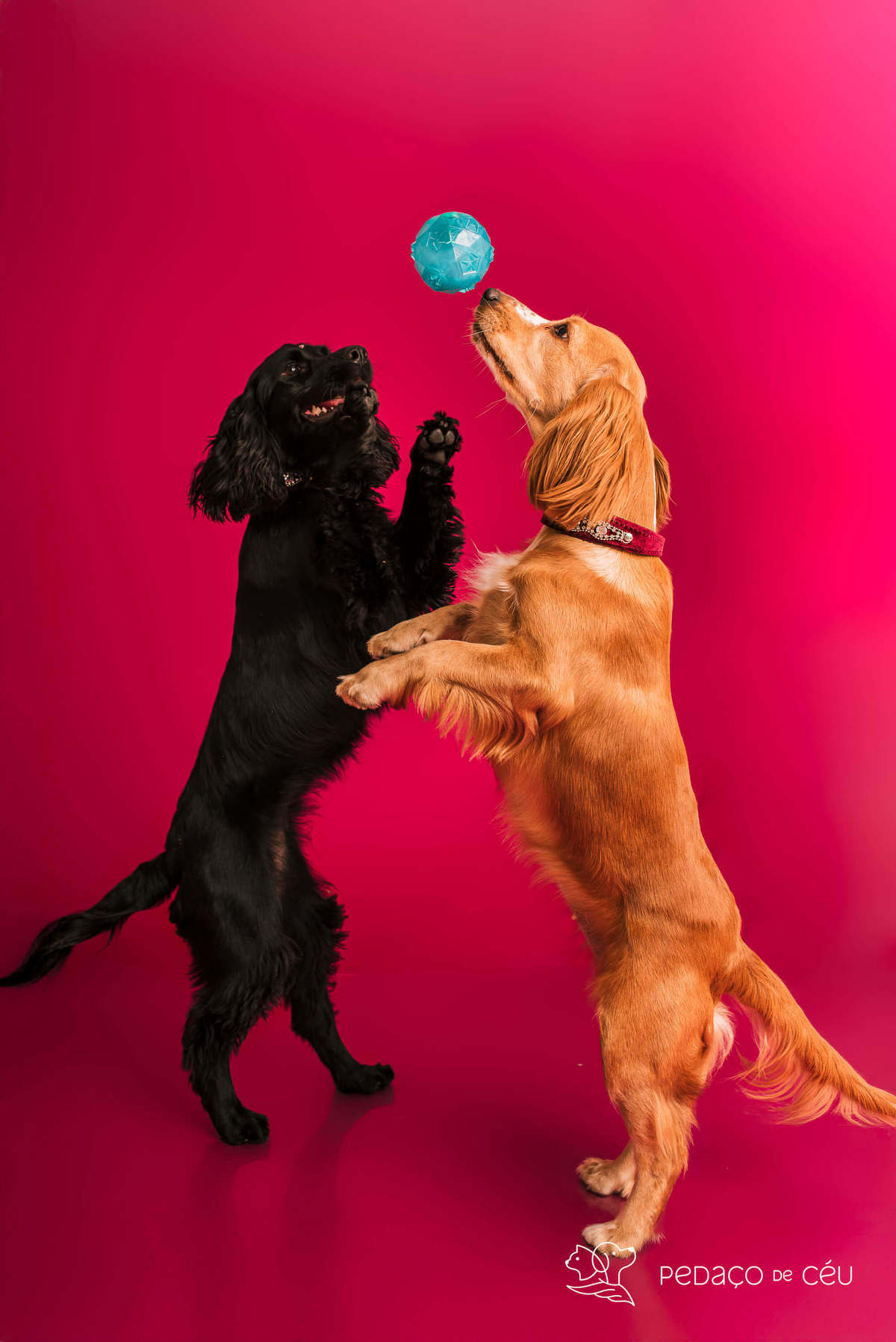 Bela e Mel - Colors - Barra da Tijuca/Rio de Janeiro