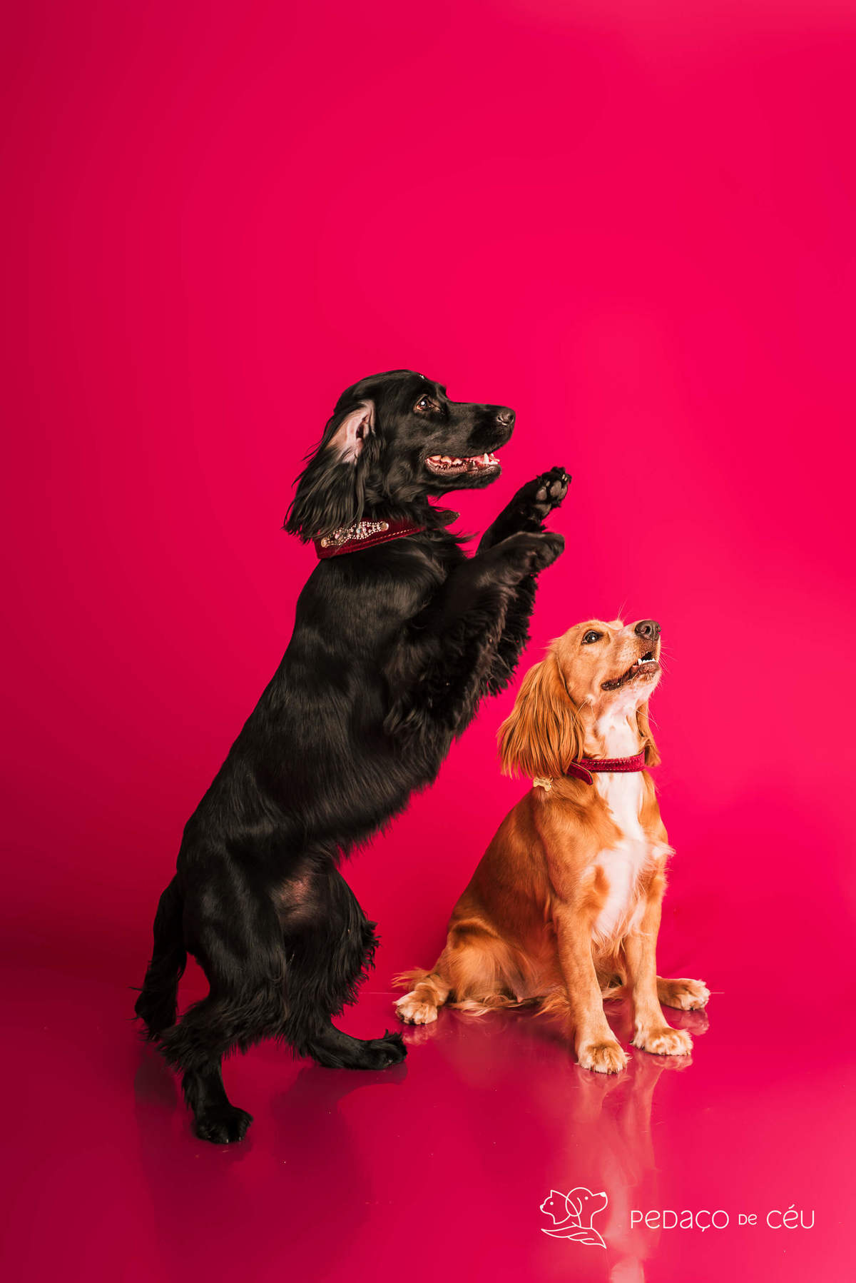 Bela e Mel - Colors - Barra da Tijuca/Rio de Janeiro