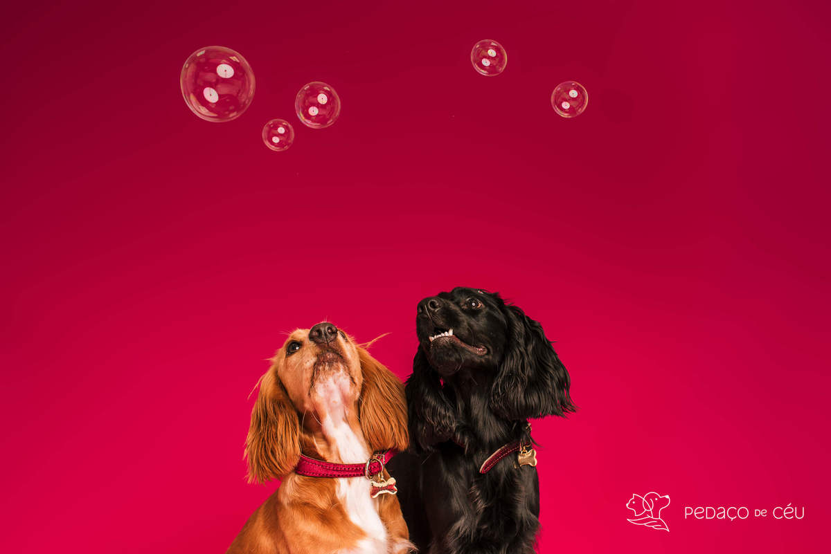 Bela e Mel - Colors - Barra da Tijuca/Rio de Janeiro