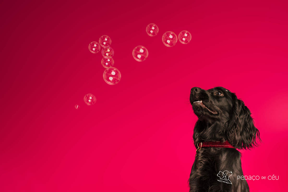 Bela e Mel - Colors - Barra da Tijuca/Rio de Janeiro