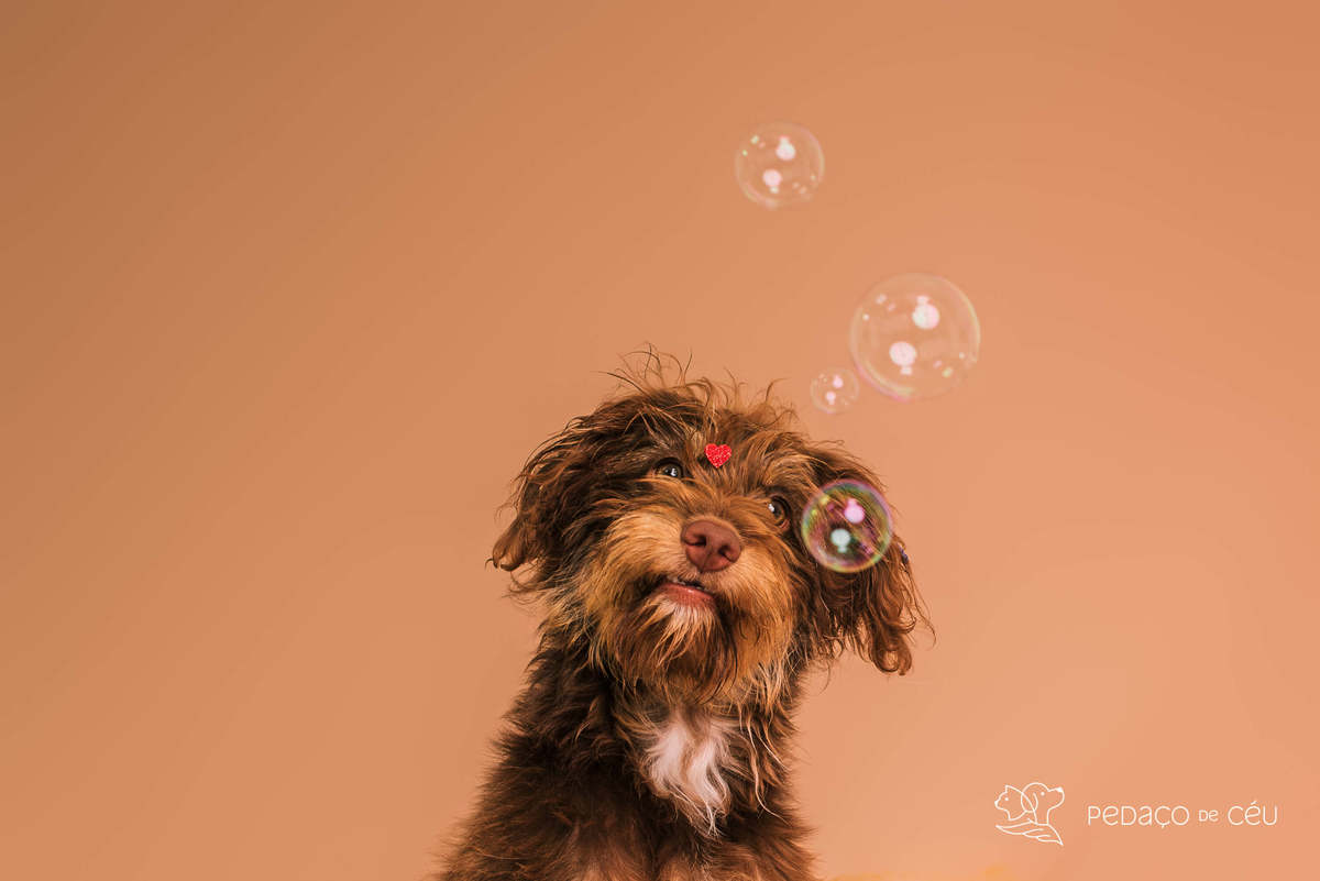 Cacau e Nira - Colors - Barra da Tijuca/Rio de Janeiro 
