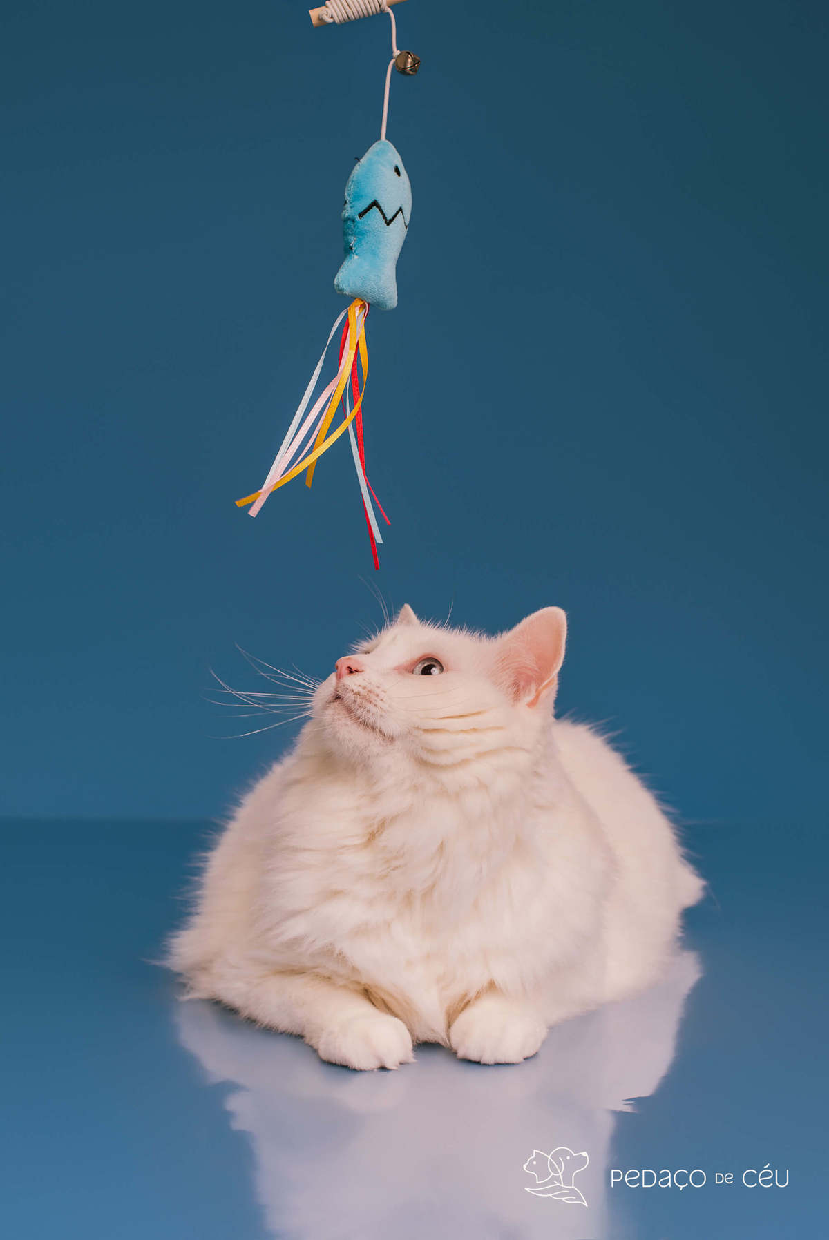 Ensaio Pet Tico - Colors - Barra da Tijuca