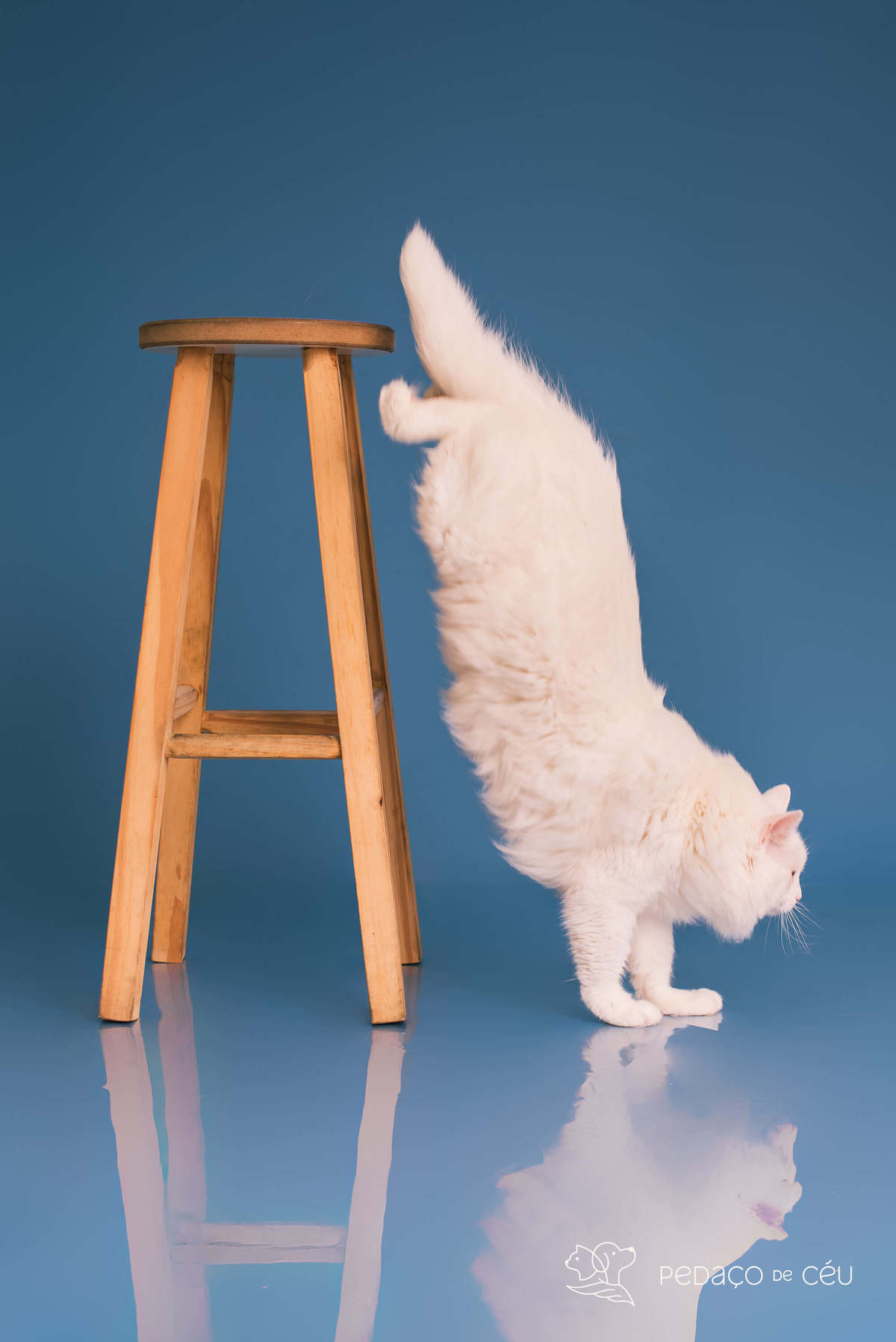 Ensaio Pet Tico - Colors - Barra da Tijuca