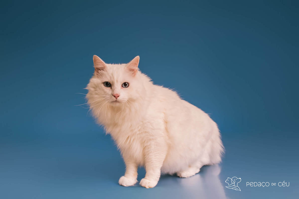 Ensaio Pet Tico - Colors - Barra da Tijuca