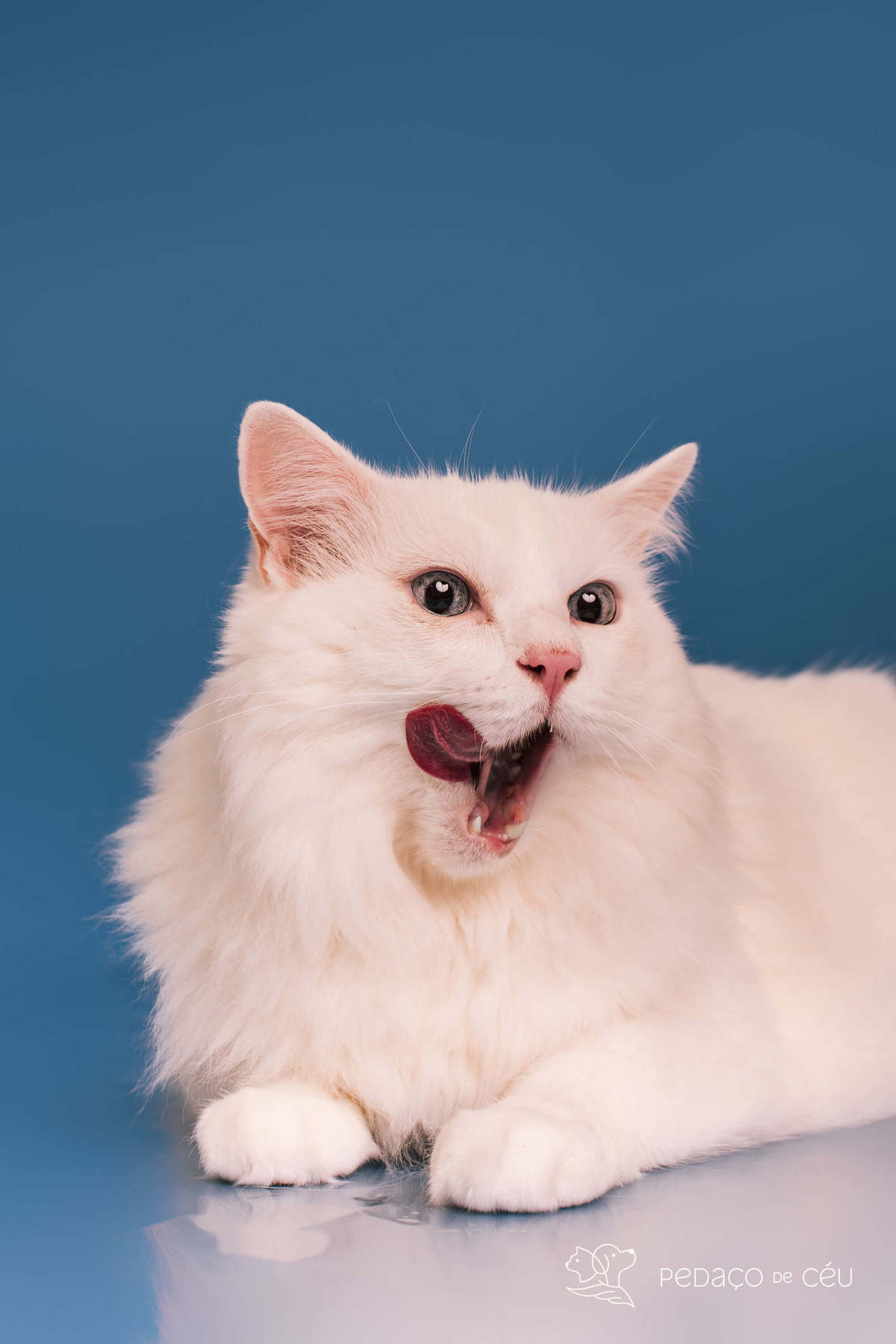 Ensaio Pet Tico - Colors - Barra da Tijuca