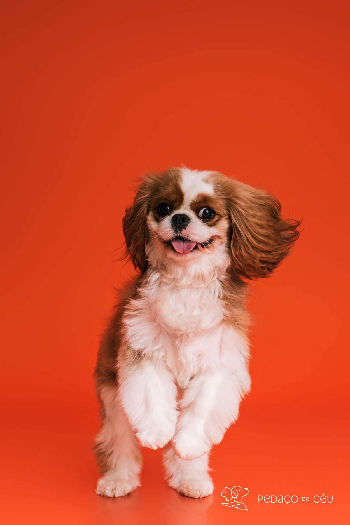 Smash the cake - shitzu - Rio de Janeiro 