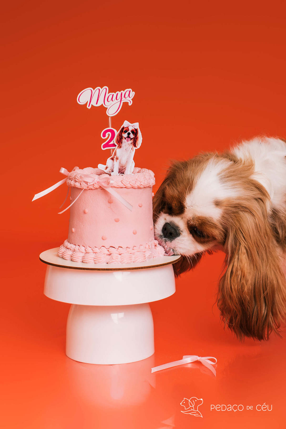 Smash the cake - shitzu - Rio de Janeiro 