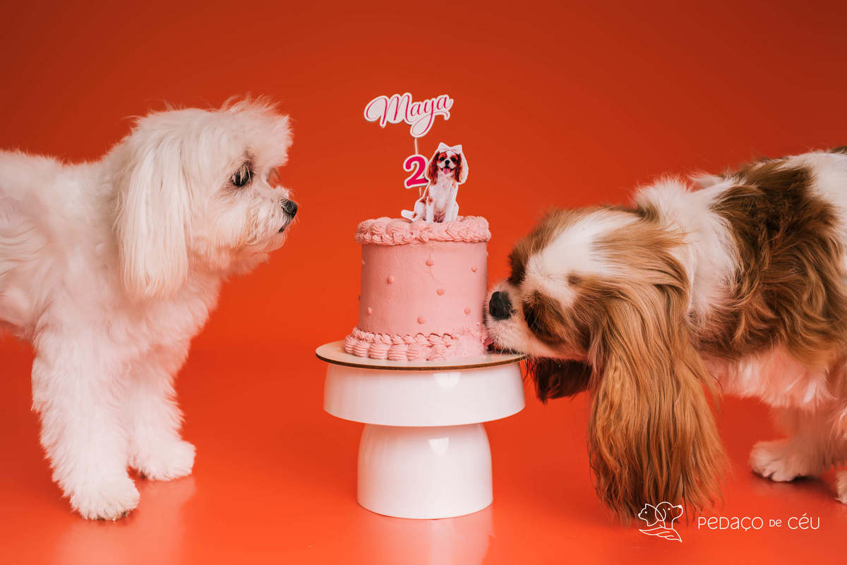 Smash the cake - shitzu - Rio de Janeiro 