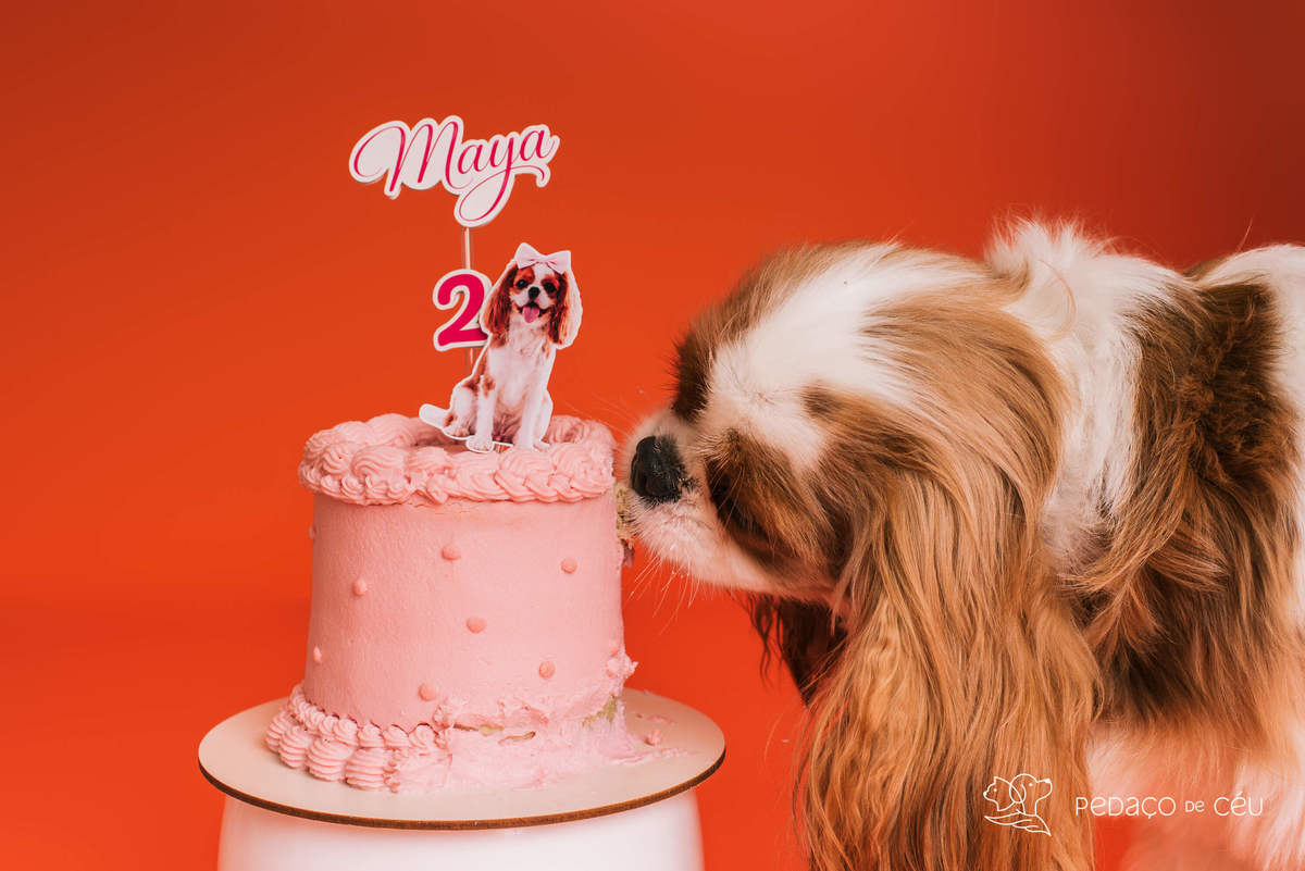 Smash the cake - shitzu - Rio de Janeiro 