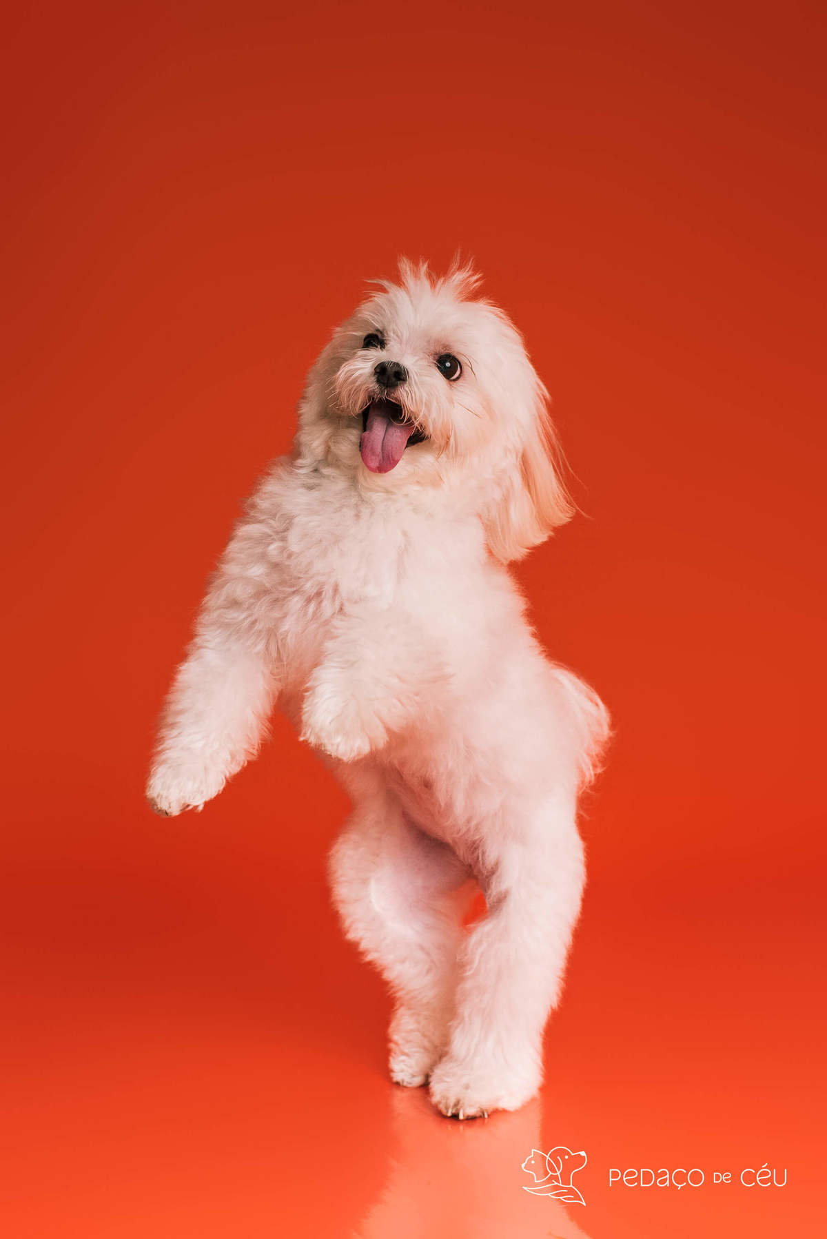 Smash the cake - shitzu - Rio de Janeiro 