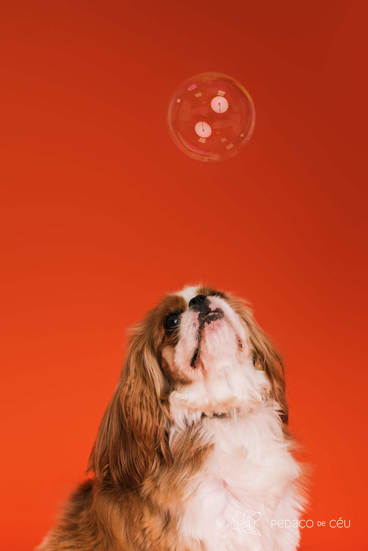 Smash the cake - shitzu - Rio de Janeiro 