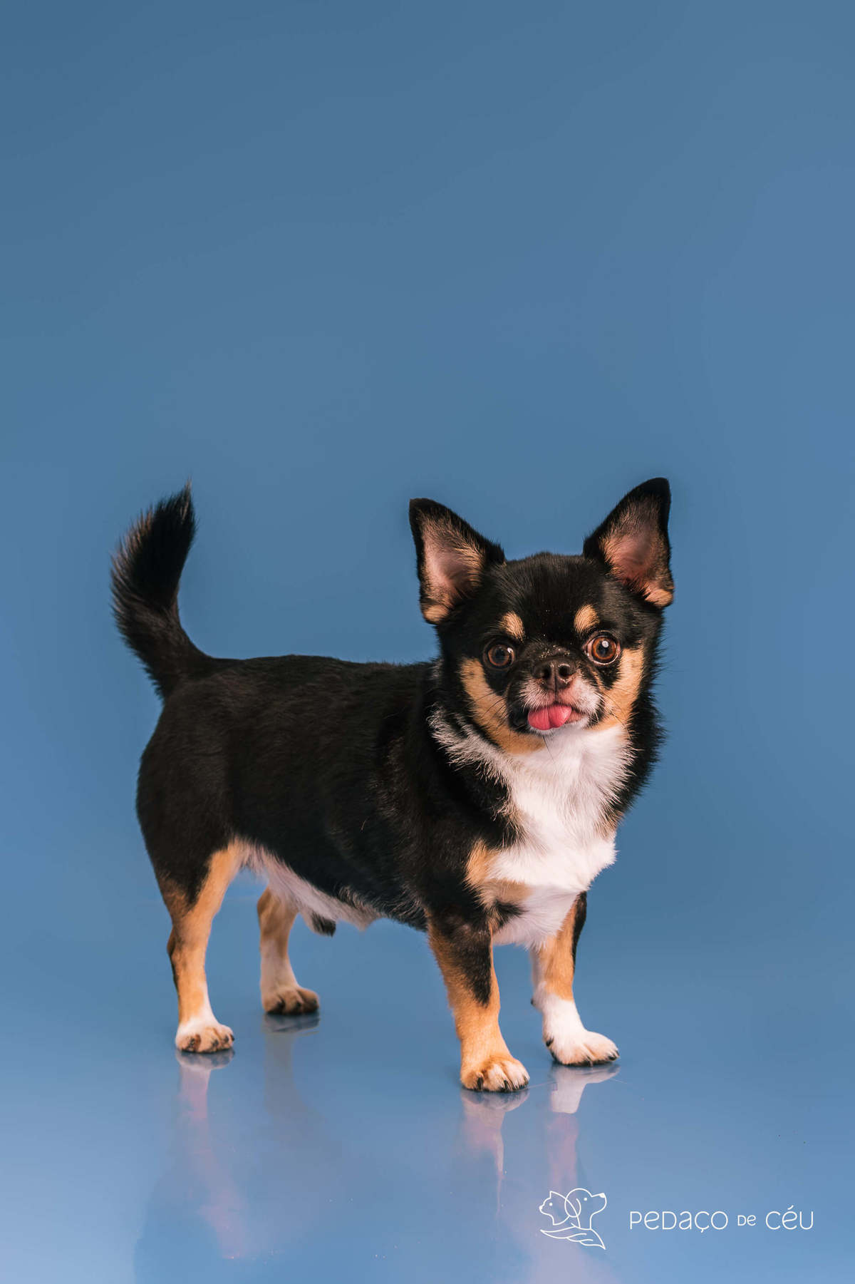 Ralph Loren - Smash the Cake - Barra da Tijuca/Rio de Janeiro 