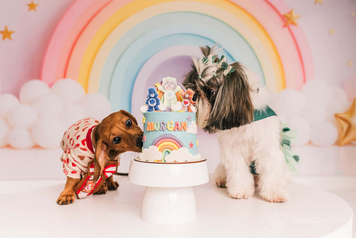 Cake Smash shihtzu rio de janeiro