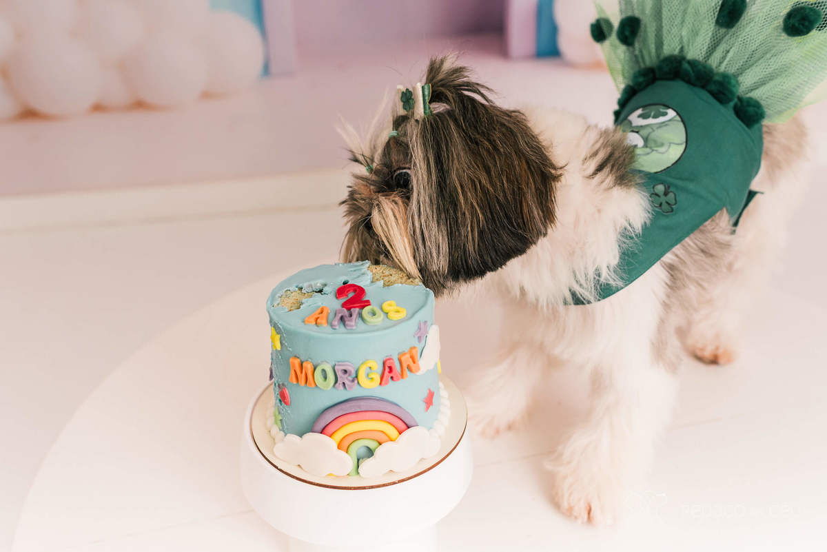 Cake Smash shihtzu rio de janeiro