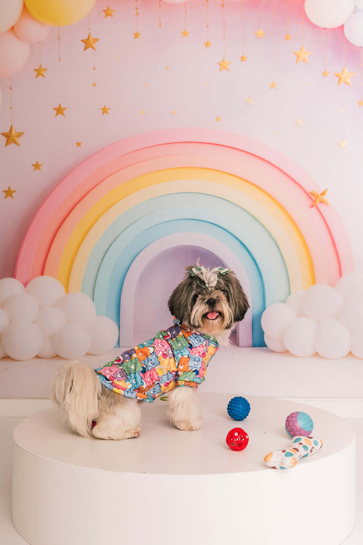 Cake Smash shihtzu rio de janeiro