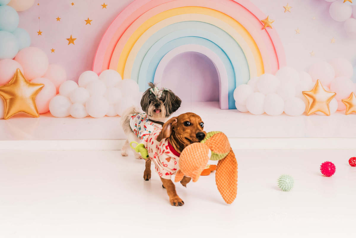 Cake Smash shihtzu rio de janeiro