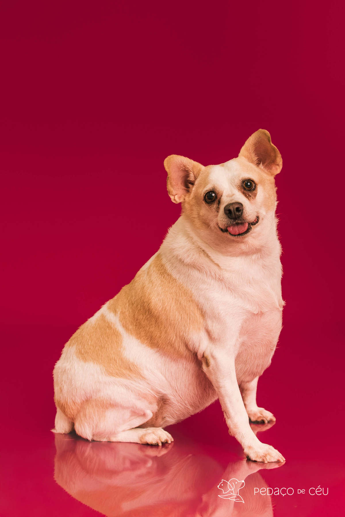 Ensaio pet rio de janeiro srd