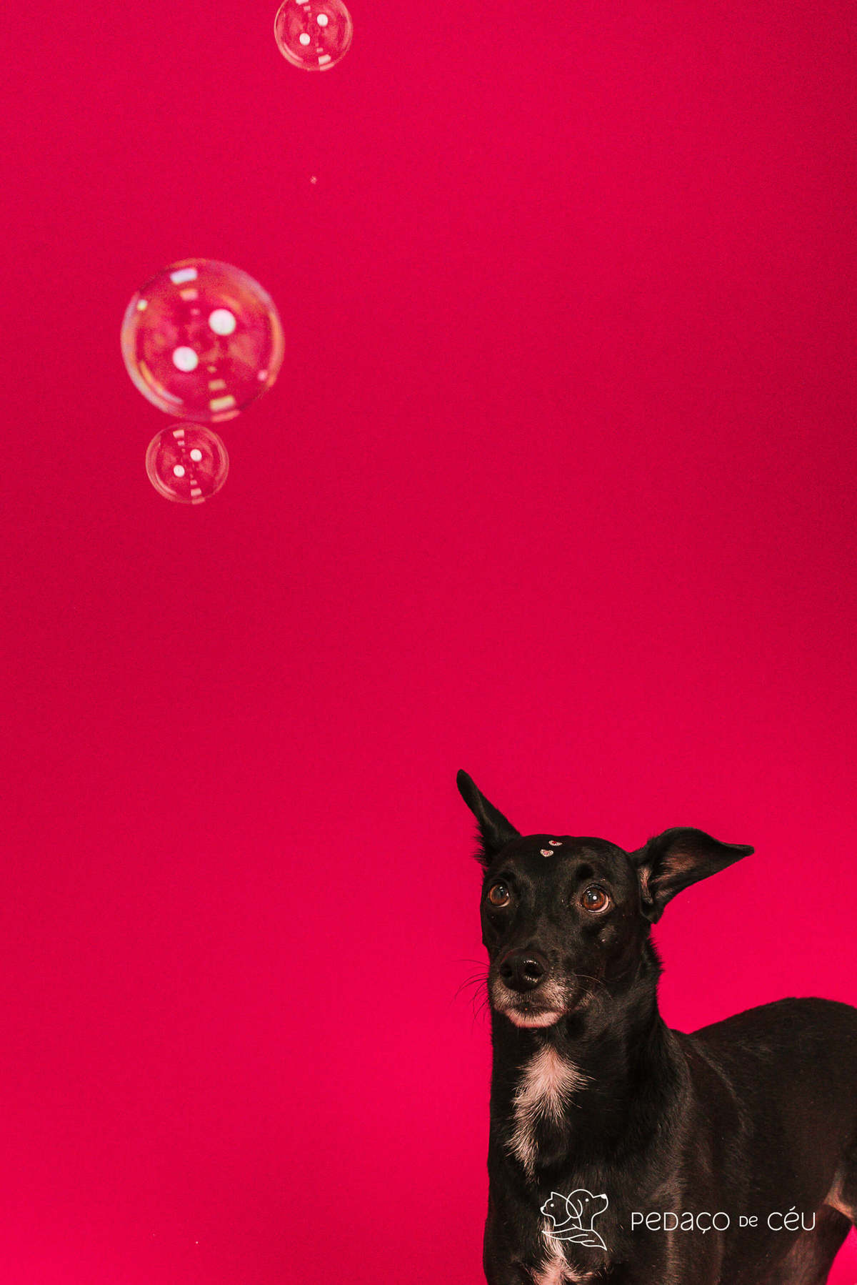 Ensaio pet rio de janeiro srd