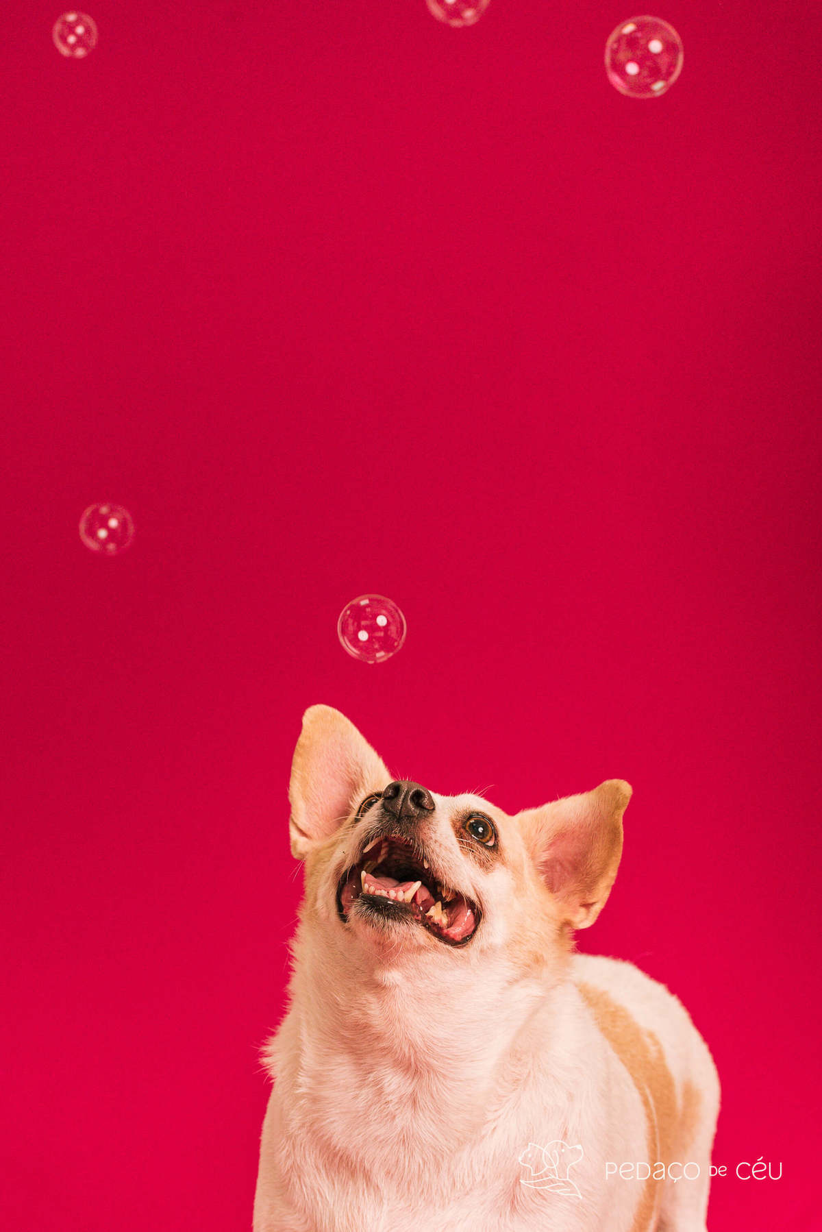 Ensaio pet rio de janeiro srd