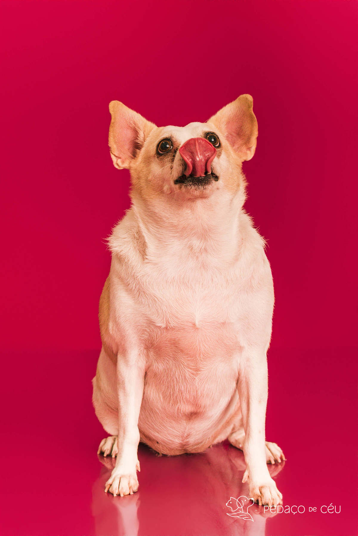 Ensaio pet rio de janeiro srd