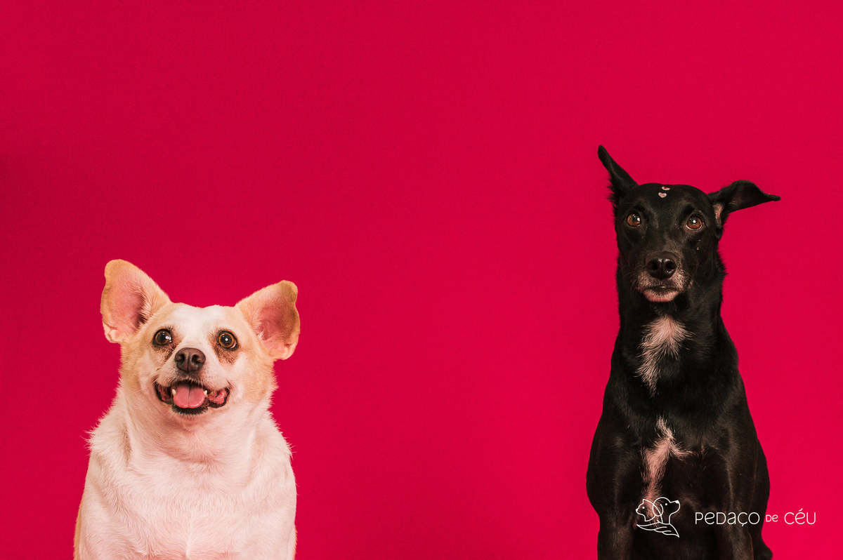 Ensaio pet rio de janeiro srd