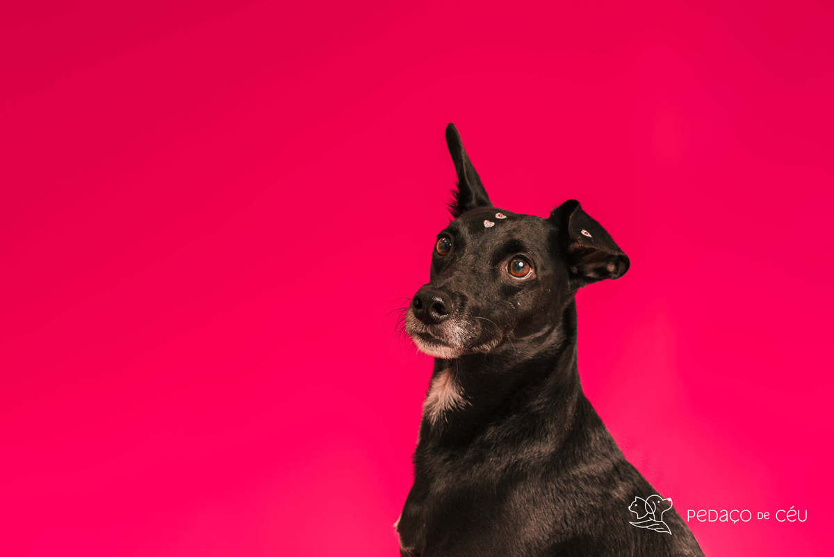 Ensaio pet rio de janeiro srd