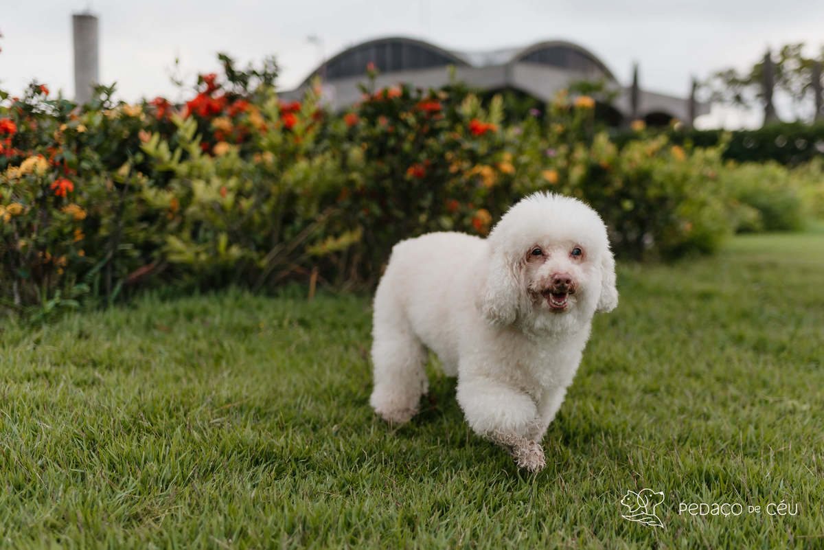 Bichon Frisé - ensaio externo - aterro do flamengo
