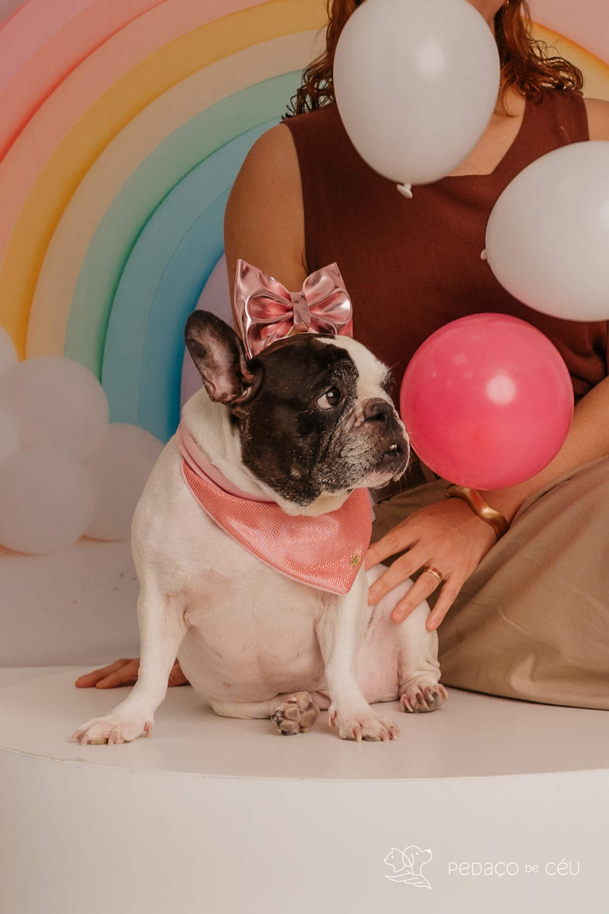  Bulldog Francês - Ensaio smash cake - Barra da tijuca