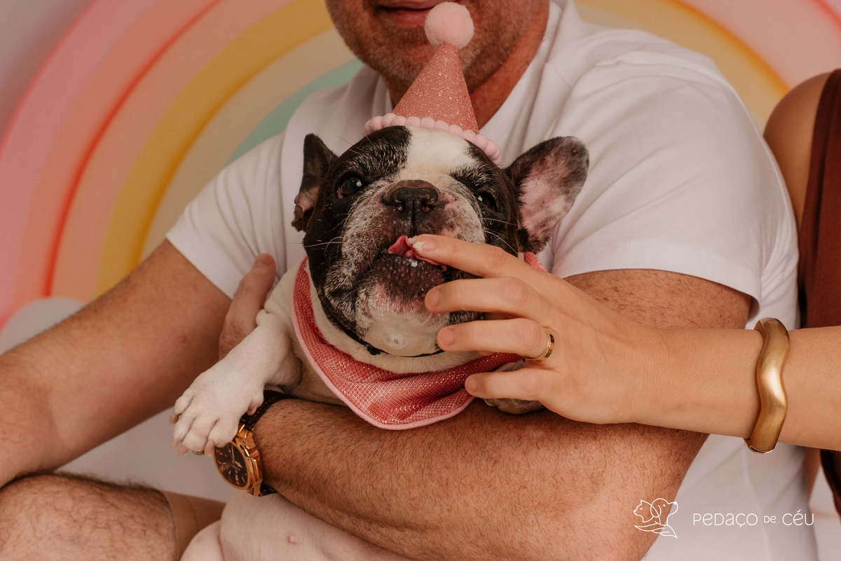  Bulldog Francês - Ensaio smash cake - Barra da tijuca