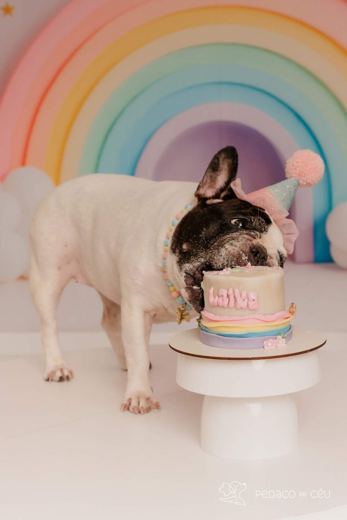  Bulldog Francês - Ensaio smash cake - Barra da tijuca
