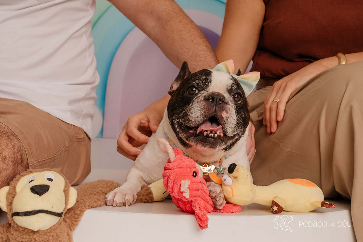 Bulldog Francês - Ensaio smash cake - Barra da tijuca