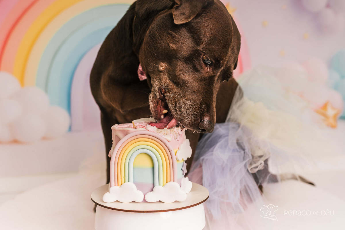 Lud smash the cake - Rio de Janeiro