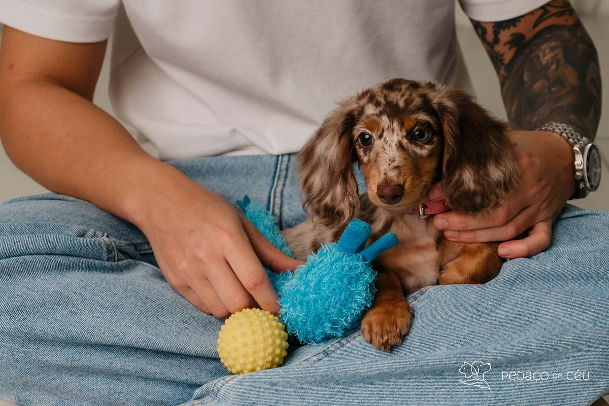 Dachshund - ensaio atemporal - barra ta tijuca