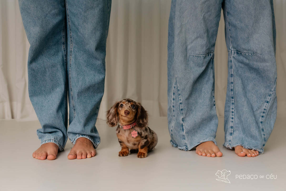Dachshund - ensaio atemporal - barra ta tijuca