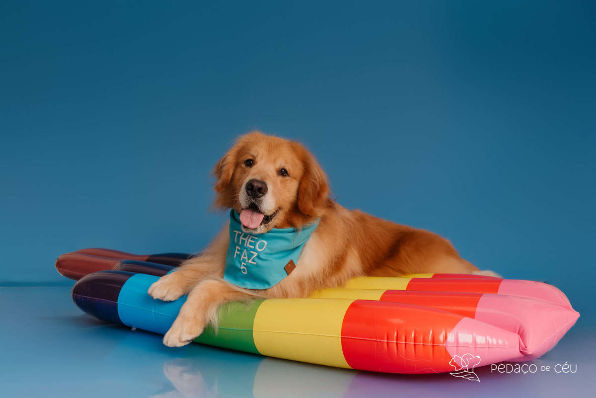 Smash the cake - Golden Retriever - Barra da tijuca