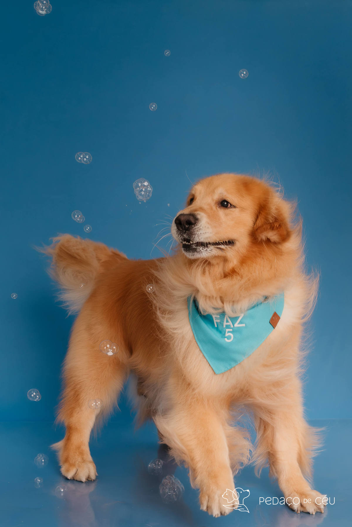 Smash the cake - Golden Retriever - Barra da tijuca
