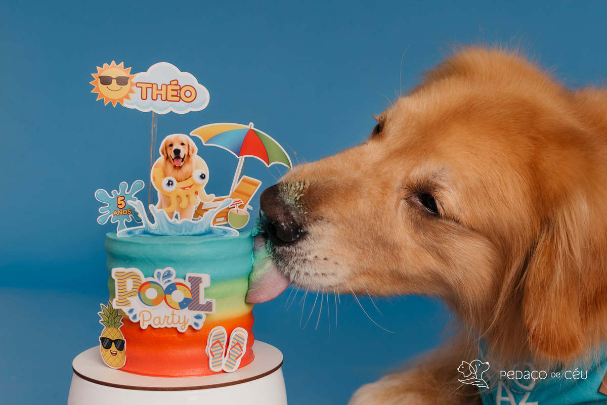 Smash the cake - Golden Retriever - Barra da tijuca