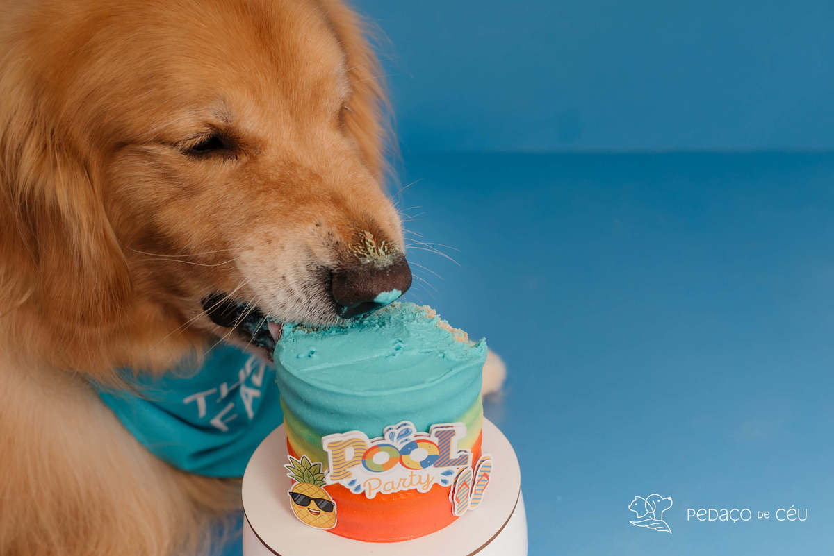 Smash the cake - Golden Retriever - Barra da tijuca