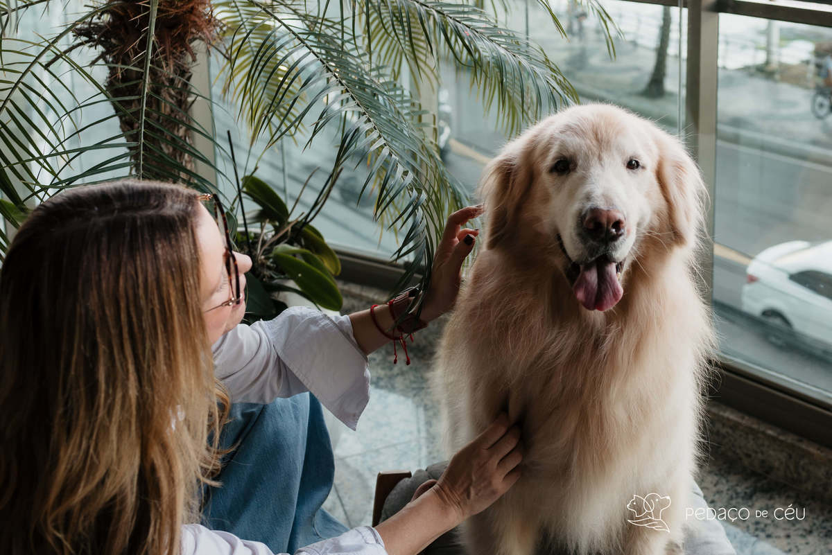 Ensaio pet externo - Golden Retriever - Niterói