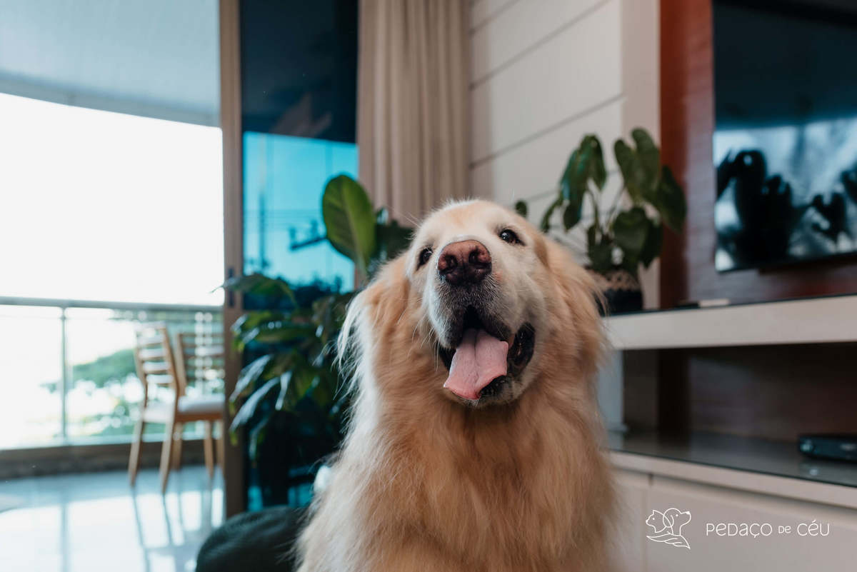 Ensaio pet externo - Golden Retriever - Niterói
